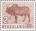 Zebu Bull (Bos primigenius indicus)